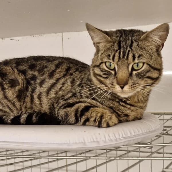Arnold, male Mixed Breed for adoption at CatPattes, Anderlecht (Brussels)