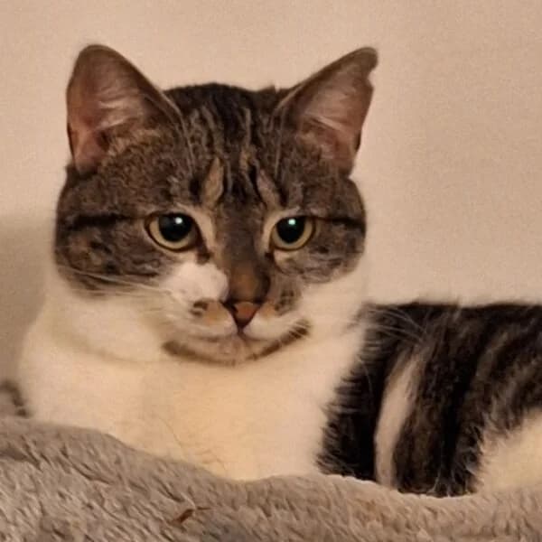 Athénaïs, female Mixed Breed for adoption at CatPattes, Anderlecht (Brussels)