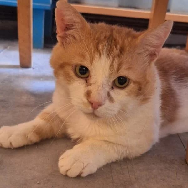 Azaël, male Mixed Breed for adoption at CatPattes, Anderlecht (Brussels)