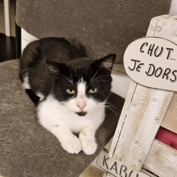 Bonus, male Mixed Breed for adoption at CatPattes, Anderlecht (Brussels)