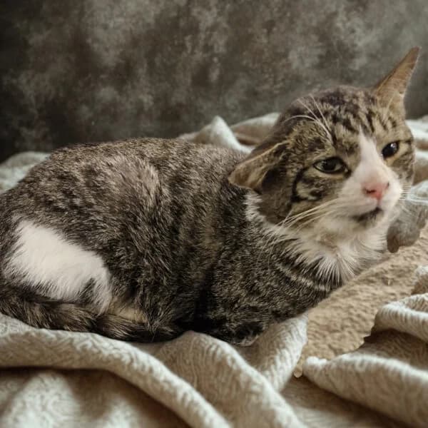 Buck, male Mixed Breed for adoption at CatPattes, Anderlecht (Brussels)