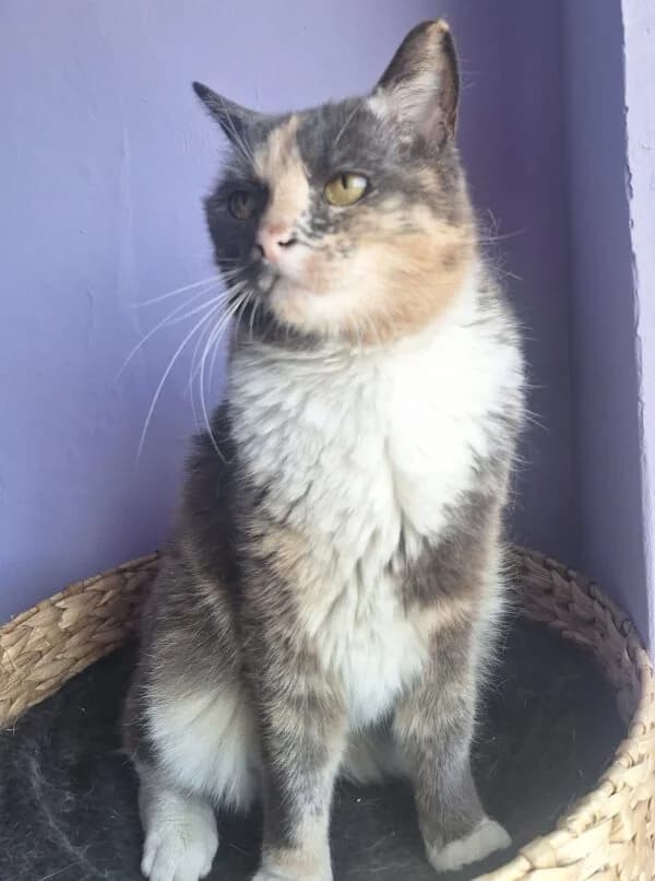 Bunny, Mixed Breed (CatPattes)