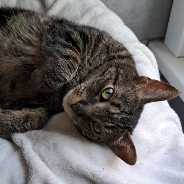 Cacahuète, female Mixed Breed for adoption at CatPattes, Anderlecht (Brussels)