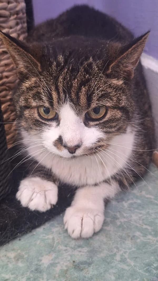 Calista, Mixed Breed (CatPattes)