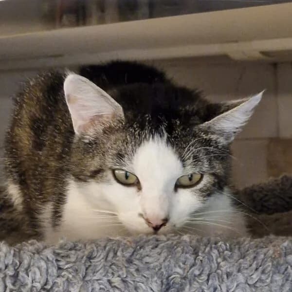 Camelia, female Mixed Breed for adoption at CatPattes, Anderlecht (Brussels)