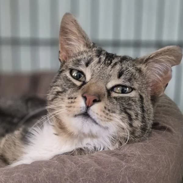 Camillo, male Mixed Breed for adoption at CatPattes, Anderlecht (Brussels)