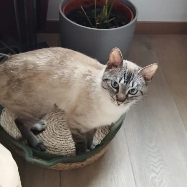 Cara, Mixed Breed (CatPattes)