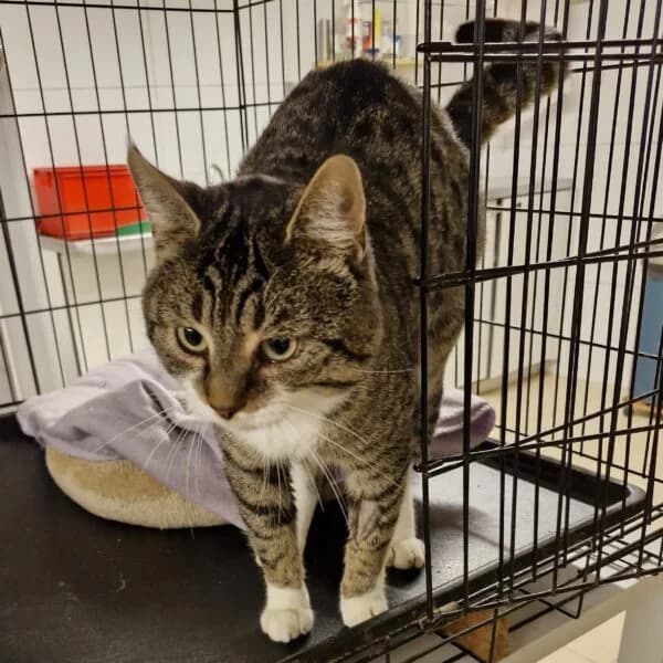 Chappy, male Mixed Breed for adoption at CatPattes, Anderlecht (Brussels)