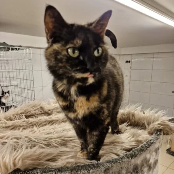 Coquelicot, female Mixed Breed for adoption at CatPattes, Anderlecht (Brussels)