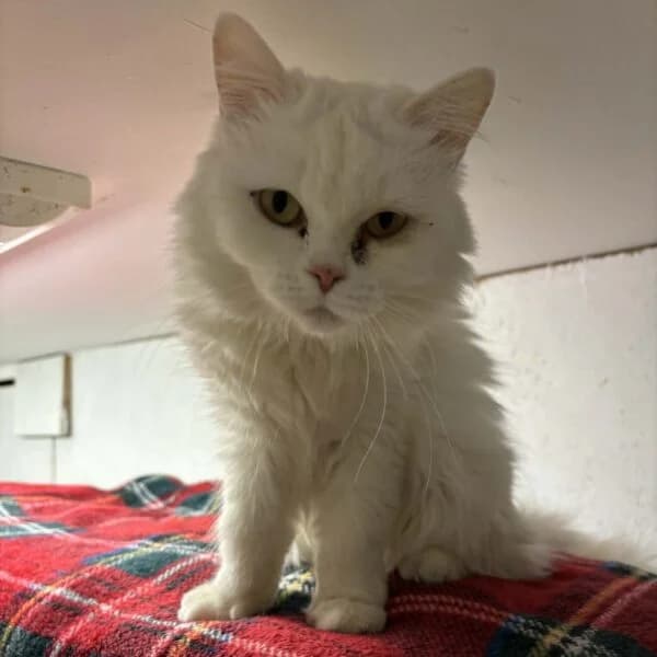 Cotton, male Mixed Breed for adoption at CatPattes, Anderlecht (Brussels)