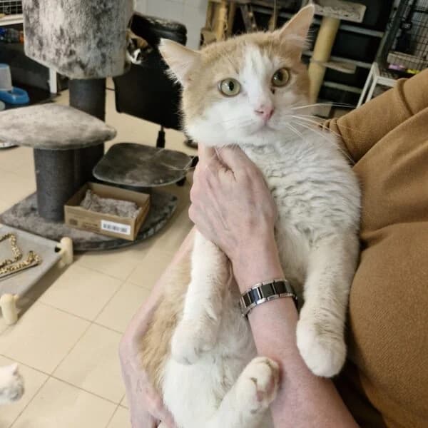 Curry, male Mixed Breed for adoption at CatPattes, Anderlecht (Brussels)