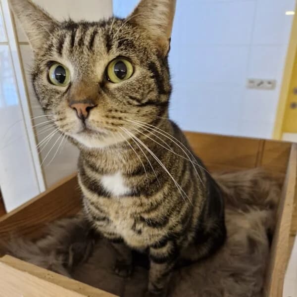 Dao, female Mixed Breed for adoption at CatPattes, Anderlecht (Brussels)