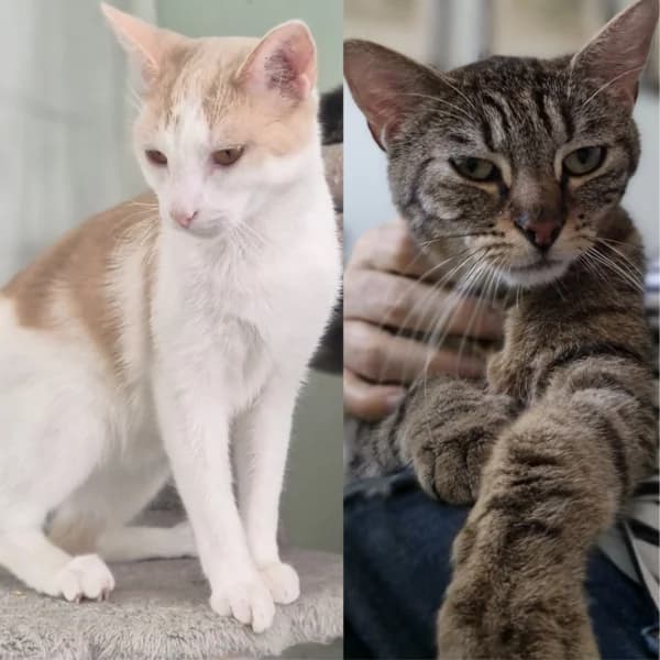 Elios et Tao, male Mixed Breed for adoption at CatPattes, Anderlecht (Brussels)