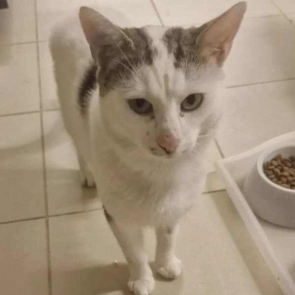 Firmin, male Mixed Breed for adoption at CatPattes, Anderlecht (Brussels)