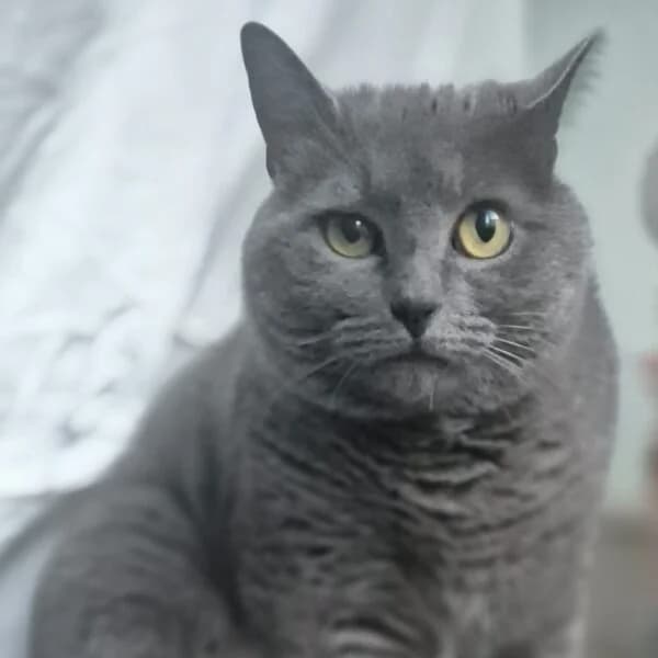 Grisouille, female Mixed Breed for adoption at CatPattes, Anderlecht (Brussels)