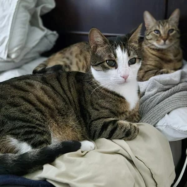 Han et Inci, female Mixed Breed for adoption at CatPattes, Anderlecht (Brussels)