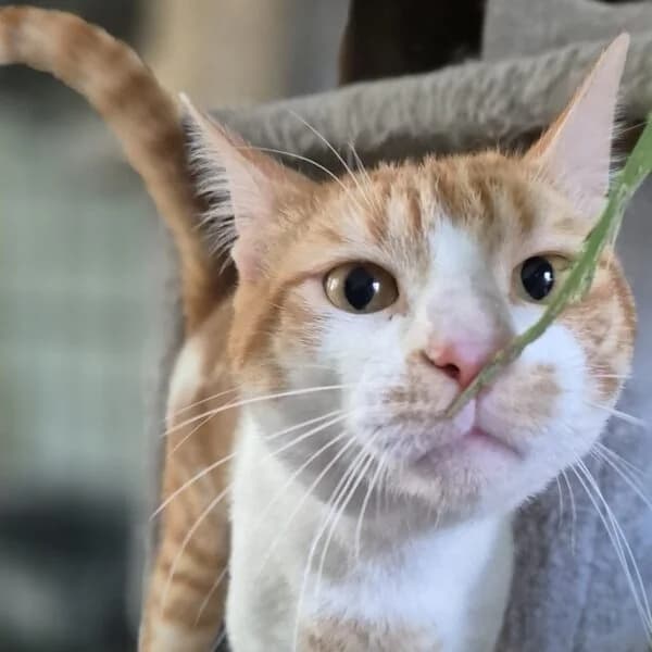 Harry, Mixed Breed (CatPattes)