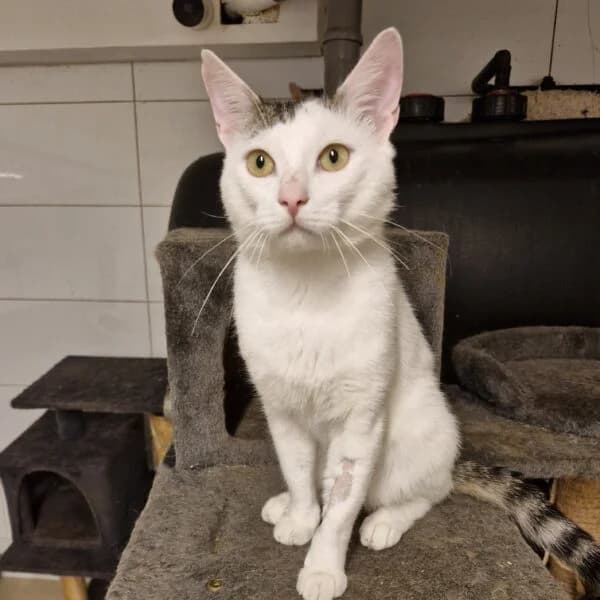Hector, male Mixed Breed for adoption at CatPattes, Anderlecht (Brussels)