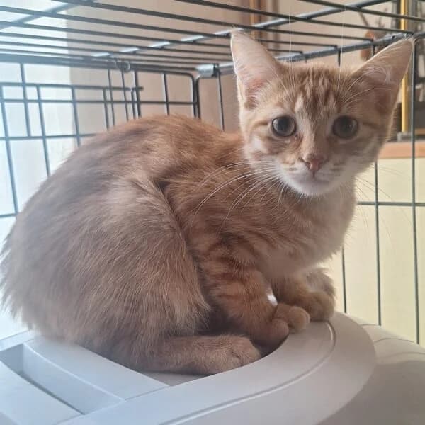 Hidalgo, male Mixed Breed for adoption at CatPattes, Anderlecht (Brussels)