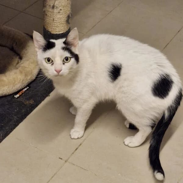 Jules, male Mixed Breed for adoption at CatPattes, Anderlecht (Brussels)