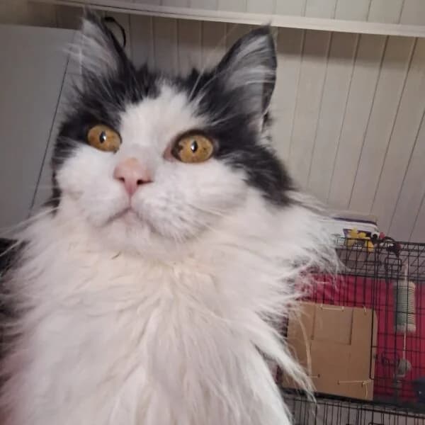 Kalinka, female Mixed Breed for adoption at CatPattes, Anderlecht (Brussels)