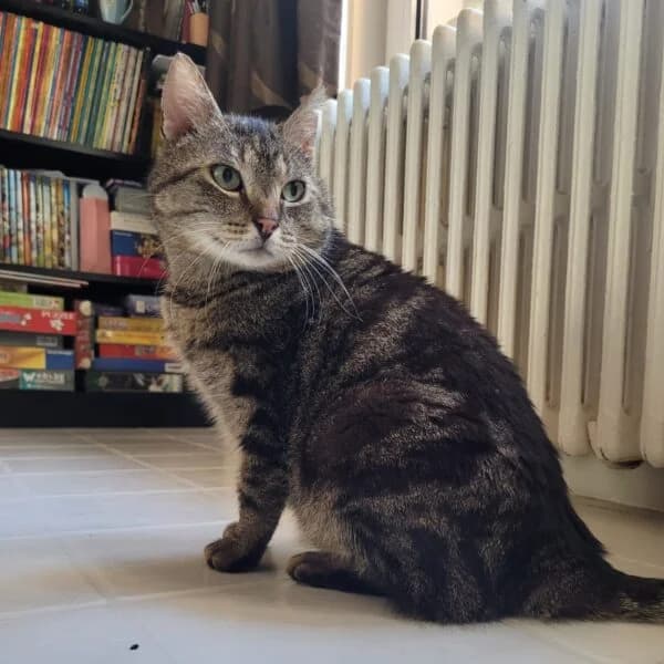 Kapi, male Mixed Breed for adoption at CatPattes, Anderlecht (Brussels)