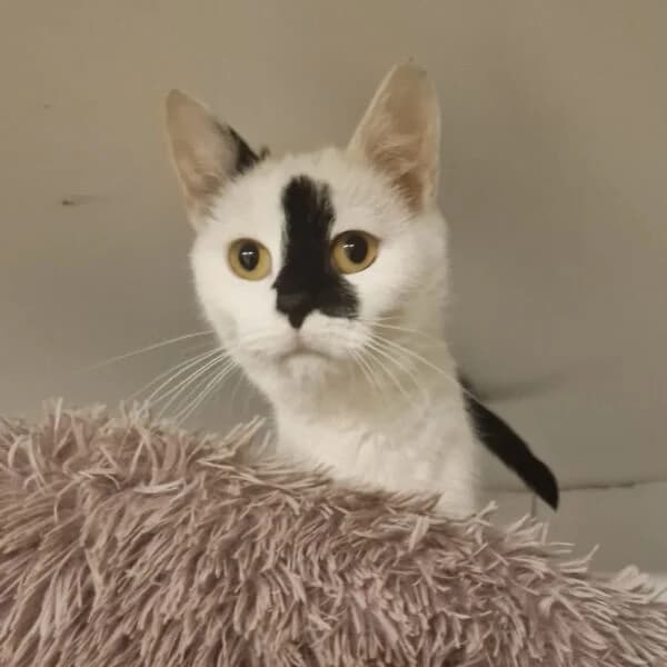 Katia, female Mixed Breed for adoption at CatPattes, Anderlecht (Brussels)
