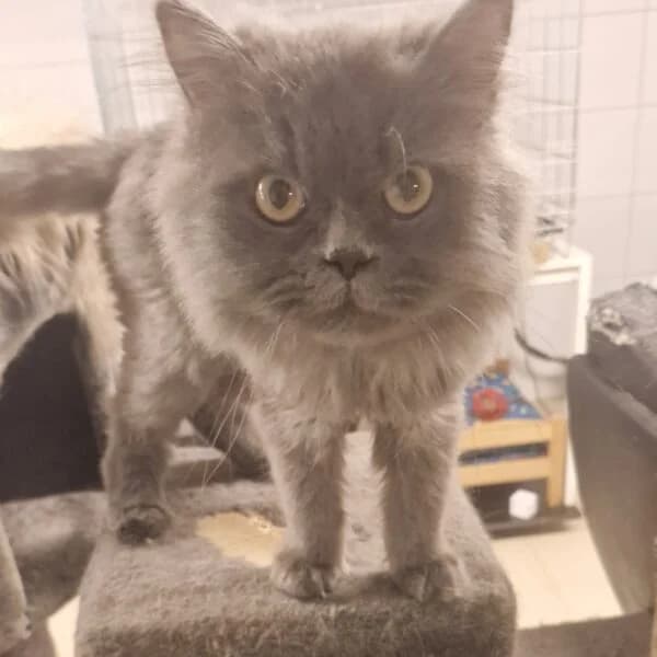 Loki, male Mixed Breed for adoption at CatPattes, Anderlecht (Brussels)