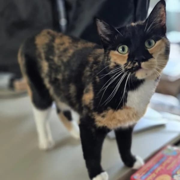 Loofa, female Mixed Breed for adoption at CatPattes, Anderlecht (Brussels)