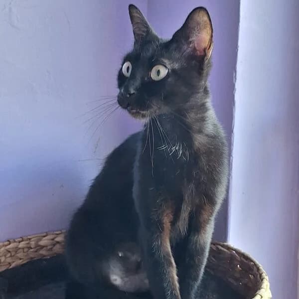 Maëlle, Mixed Breed (CatPattes)