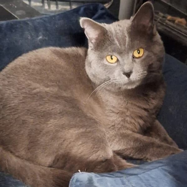Milou, male Mixed Breed for adoption at CatPattes, Anderlecht (Brussels)