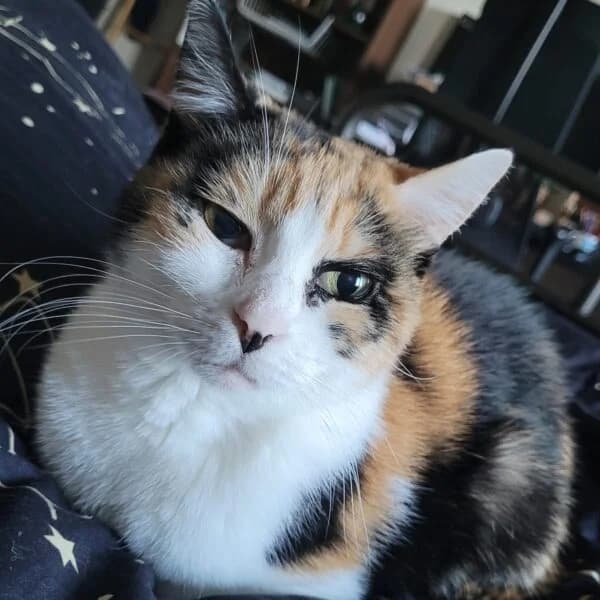 Mistie, female Mixed Breed for adoption at CatPattes, Anderlecht (Brussels)