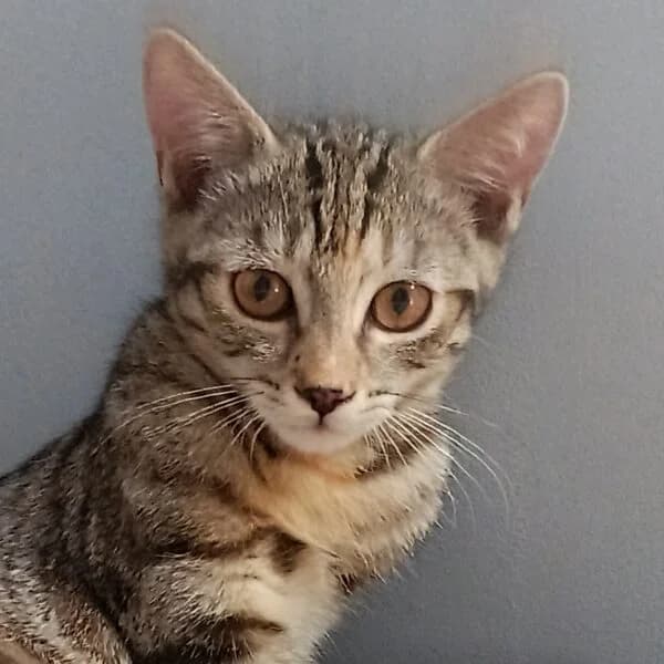 Mitsy, female Mixed Breed for adoption at CatPattes, Anderlecht (Brussels)