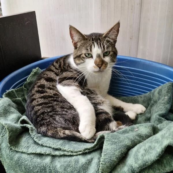 Mycmac, female Mixed Breed for adoption at CatPattes, Anderlecht (Brussels)