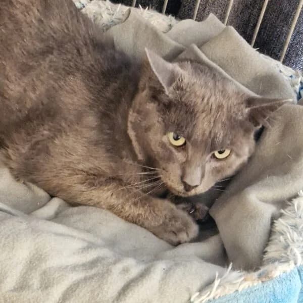 Myka, male Mixed Breed for adoption at CatPattes, Anderlecht (Brussels)