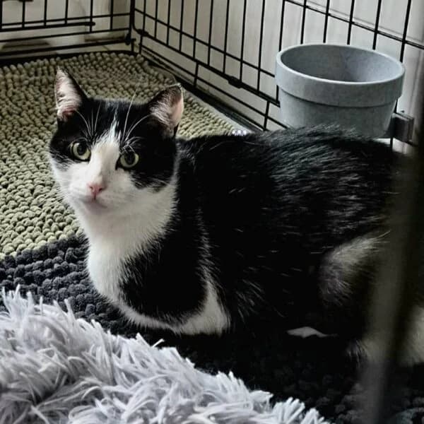 Orca, female Mixed Breed for adoption at CatPattes, Anderlecht (Brussels)