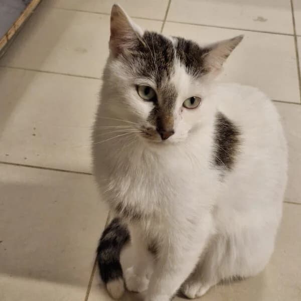 Pablo, male Mixed Breed for adoption at CatPattes, Anderlecht (Brussels)