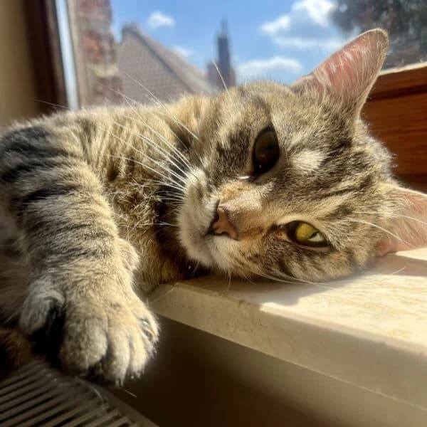 Padawan, Mixed Breed (CatPattes)