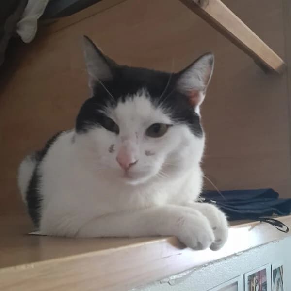 Pango, male Mixed Breed for adoption at CatPattes, Anderlecht (Brussels)