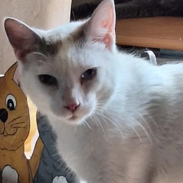 Perhaps, male Mixed Breed for adoption at CatPattes, Anderlecht (Brussels)