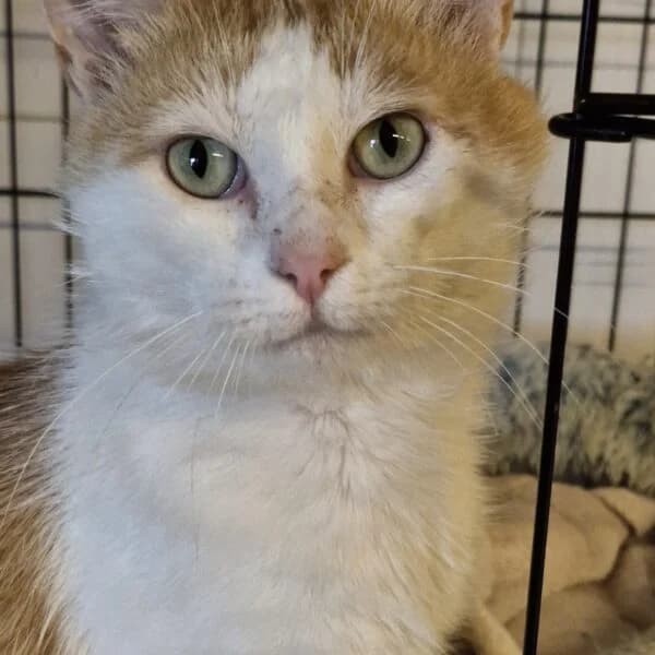 Popcorn, male Mixed Breed for adoption at CatPattes, Anderlecht (Brussels)