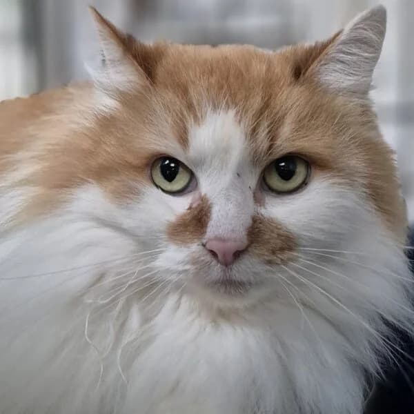 Prince, male Mixed Breed for adoption at CatPattes, Anderlecht (Brussels)
