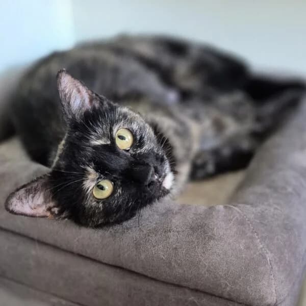 Pucci, female Mixed Breed for adoption at CatPattes, Anderlecht (Brussels)
