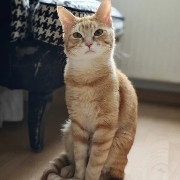 Ryan, male Mixed Breed for adoption at CatPattes, Anderlecht (Brussels)