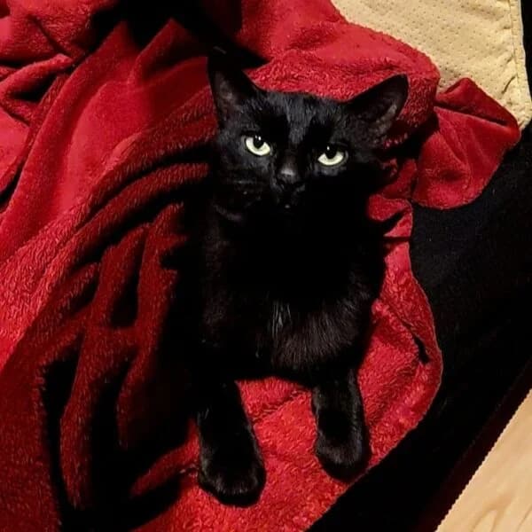 Salsifi, male Mixed Breed for adoption at CatPattes, Anderlecht (Brussels)