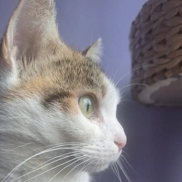 Séphora, female Mixed Breed for adoption at CatPattes, Anderlecht (Brussels)