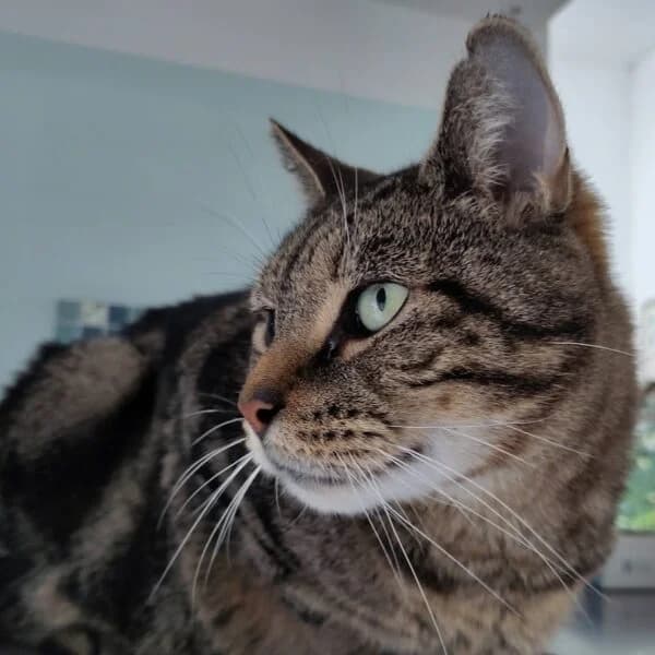 Sésame, male Mixed Breed for adoption at CatPattes, Anderlecht (Brussels)
