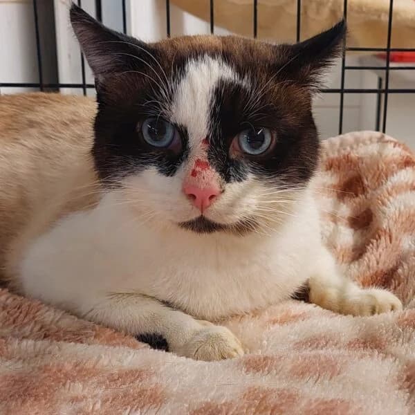 Smoky, male Mixed Breed for adoption at CatPattes, Anderlecht (Brussels)
