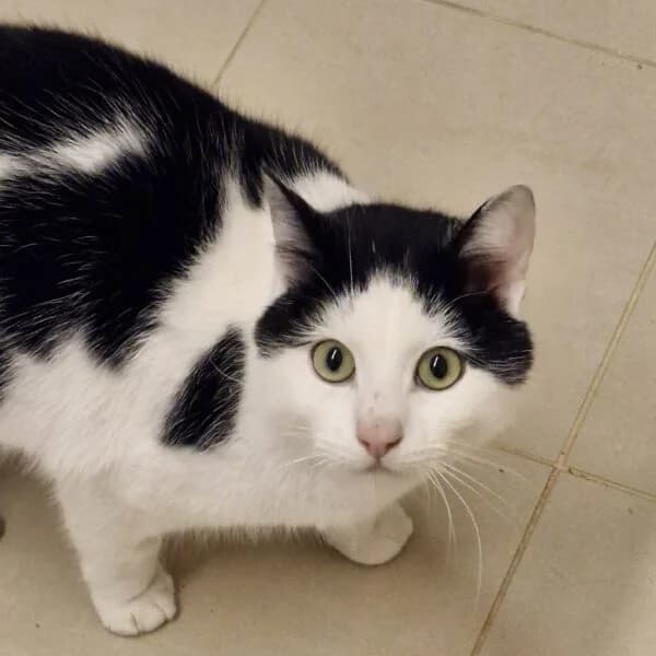 Snoopy, male Mixed Breed for adoption at CatPattes, Anderlecht (Brussels)