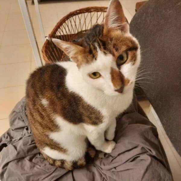 Sofie, female Mixed Breed for adoption at CatPattes, Anderlecht (Brussels)